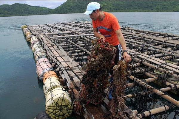 Pearl Farming and Sustainability – The Many Ways in Which Pearls are M ...