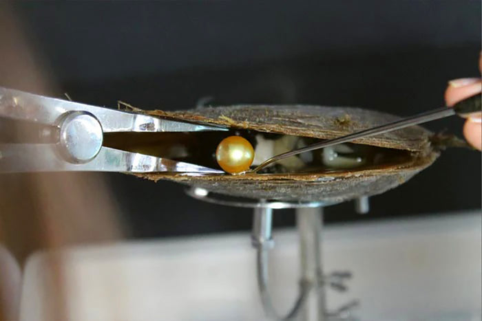 The Wide World of Pearls, Our 62nd Issue: The Origins of Golden South Sea Pearls